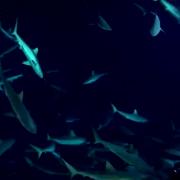 In mare con 700 squali: le immagini mozzafiato!