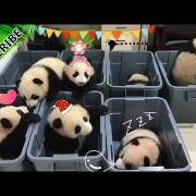 Nanna? E chi vuol farla? Il video dei cuccioli di panda che ha conquistato il web