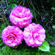 Le bellissime camelie in fiore di Villa Durazzo Pallavicini