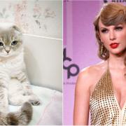 Taylor Swift possiede una gatta che ha un patrimonio da quasi 100 milioni di dollari