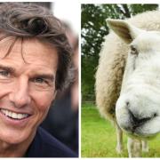 Tom Cruise bloccato da un gregge di pecore
