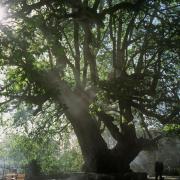 Albero europeo dell'Anno: ecco perché tifiamo per il platano di Curinga