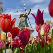 E ora i tulipani danno spettacolo: il video dall'Olanda