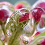 I fiori incastonati nel ghiaccio: torna la meravigliosa visione in Alto Adige