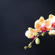1000 splendide orchidee  in dono alle famiglie e agli ospedali del paese: il gesto generoso di un vivaista