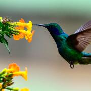 Il meraviglioso suono della natura e tutto il suo potere