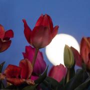 Magia in cielo: arriva la luna dei fiori
