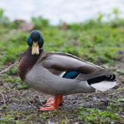Sono questi gli animali più costosi di sempre