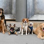 Visitare musei con il proprio cane: ora è possibile