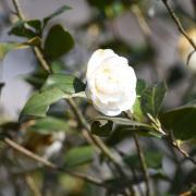 Coco Chanel: viaggio tra le meravigliose camelie della sua fattoria dei fiori