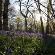 Sì, camminare tra gli alberi fa davvero bene: arriva la terapia forestale!