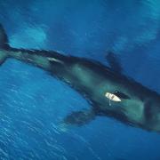 Giornata mondiale degli oceani:  7 curiosità 
