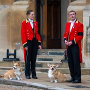 Addio corgi della Regina! A Buckingham Palace arrivano i jack russell del nuovo Re