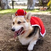Corgi della Regina Elisabetta: tutti li vogliono. E il prezzo si fa stellare
