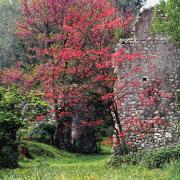 Il meraviglioso Giardino di Ninfa riapre: ecco tutte le date in cui ammirarlo