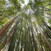 Adotta una foresta: l'iniziativa per tutelare la nostra Italia