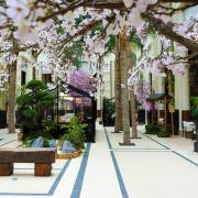 A Monte Carlo la primavera è nel segno dei ciliegi in fiore