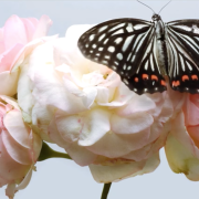 L'emozionante danza di fiori e insetti: il video che vi commuoverà