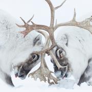 Wildlife Photographer of the Year