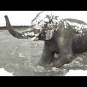 Cade la prima neve e l'elefante si dà alla gioia: il video