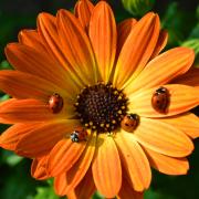 Coccinelle, è boom: mille gemme rosse si alzano in volo!