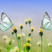 E se a salvarci fossero i climatariani? Quando il futuro passa dal piatto che è in tavola