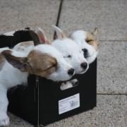 La mafia dei cani invade l’Italia di cuccioli dall'Est Europa.