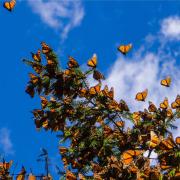 Farfalle, è boom: mille ali colorate si alzano in volo!