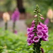 Il meraviglioso Giardino di Ninfa non si lascia sconfiggere dal virus: la visita ora è virtuale!