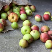 Dal campo al supermercato, quanto cibo si perde per strada?