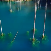 L'incredibile foresta sommersa: qui gli alberi crescono al contrario!