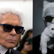 Choupette, la gatta  di Karl Lagerfeld, sceglie Louis Vuitton