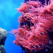 Tutta la bellezza dell'Oceano: l'incredibile museo sottomarino dedicato ai coralli