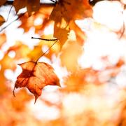 Oggi salutiamo l'estate: è l'equinozio d'autunno