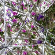 Le orchidee danno spettacolo: il meraviglioso caleidoscopio floreale del New York Botanical Garden 