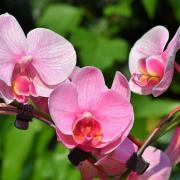 Anche voi siete killer di orchidee? 4 consigli per non esserlo mai più!