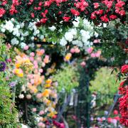 1000 bellissime rose attendono i visitatori a Roma