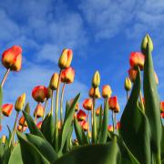 Olanda e Italia a confronto