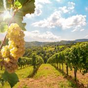Alla scoperta dei vigneti italiani insoliti (elogiati anche da Forbes)
