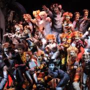 Cats