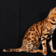 Mostra Felina Maxima