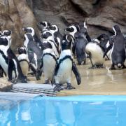 Svegliarsi con il buongiorno di un pinguino: in Belgio c'è un resort all'interno di uno zoo