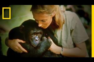 Jane Goodall addio. E' scomparsa la celebre scienziata che lottava per gli scimpanzè