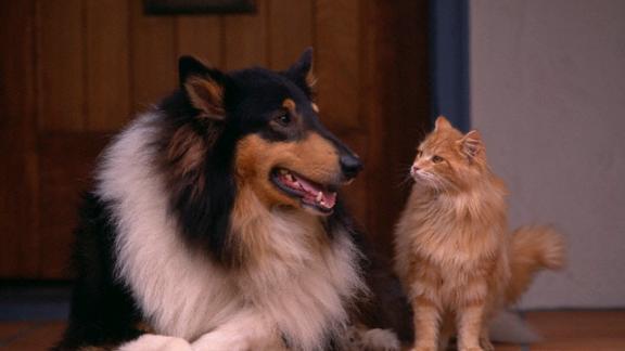 Da oggi esiste un’app mobile per trovare una tata ai vostri animali
