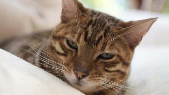 Anche il vostro gatto ha una M sulla fronte?