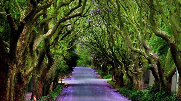 Quanti alberi ci sono in tutto nella strada?