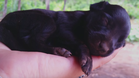 Commuovetevi con questi dolcissimi cuccioli… che stanno nel palmo di una mano!