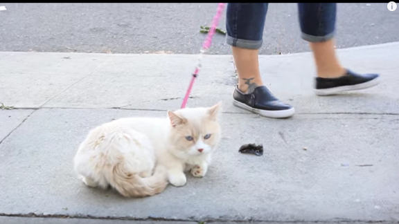 Gatto pigrone? Arriva in soccorso “il passeggiatore” personale!