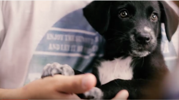 Cuccioli da adottare: guarda il commovente video dedicato a una sorprendente iniziativa brasiliana!