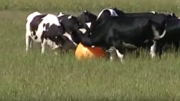 Anche le mucche giocano a palla! Guarda l’incredibile video